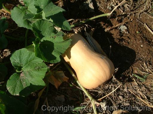 Pumpkin Butternut_2 